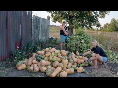 Видео: Убрали огород!!! Какой собрали урожай???