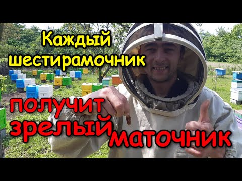 Видео: Работа с шестирамочником "APIX"/Роздача маточников/Расширяем Точок "Бакфаст"