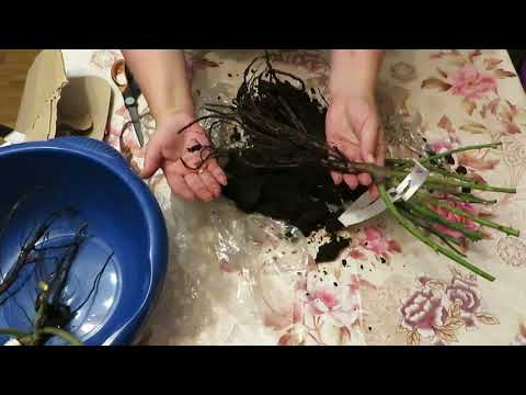 Видео: Посылка с розами! ИМ "Питомник роз"!