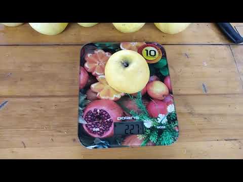 Видео: Японский сорт яблони Шизука (Shizuka apple variety)