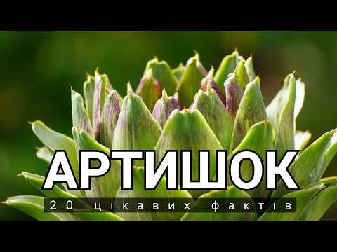 Видео: Що таке артишок? 20 цікавих фактів.