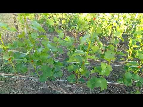 Видео: Кінець червня, а виноград тільки починає цвісти
