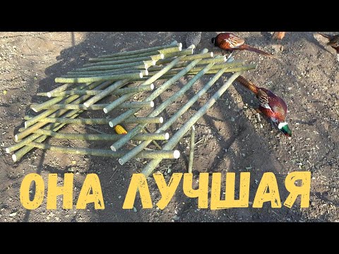 Видео: Как ловит Пирамида, Лучшая Живоловушка Для Фазанов!