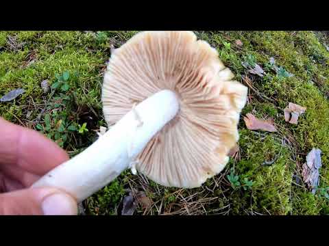 Видео: Колпак кольчатый (курочка) - вкуснейший гриб. Как отличить от бледной поганки