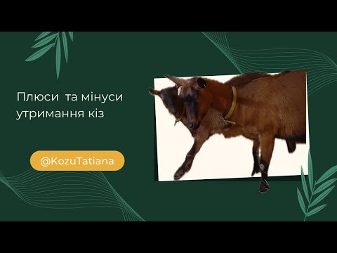 Видео: НЕ КУПУЙ КІЗ ПОКИ НЕ ПОДИВИШСЯ ЦЕ ВІДЕО