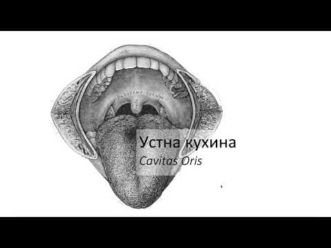Видео: Устна кухина – Cavitas oris (6:23) ┃teoriyata.com
