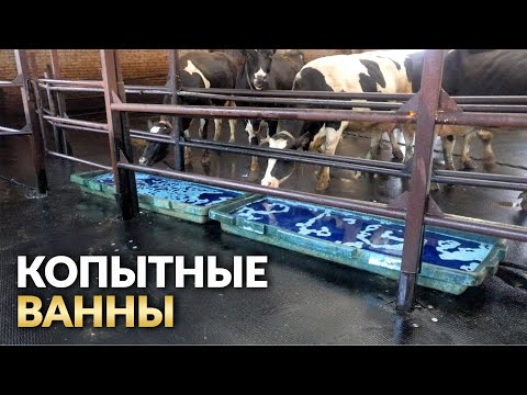 Видео: Как мы ставим копытные ванны | Профилактика болезней копыт | Мастер Илья Дианов