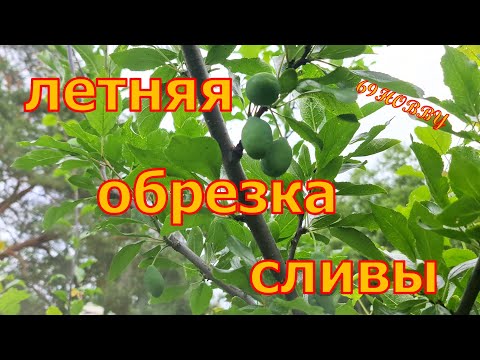 Видео: ЛЕТНЯЯ обрезка СЛИВЫ! Два примера 3-х и 5-ти лет  Как, когда и зачем!