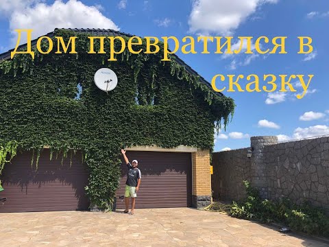 Видео: С этой лианой дом превратится в сказку. Виноград Вичи