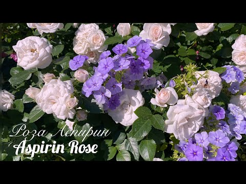 Видео: Роза Аспирин - лучшая роза моего сада! (Урал, 3 зона)
