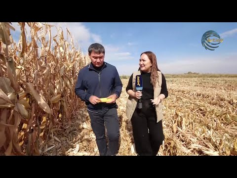 Видео: ЖҮГЕРІ АЛҚАБЫ АЗАЙЫП БАРАДЫ /AGROLIFE / 14.10.22