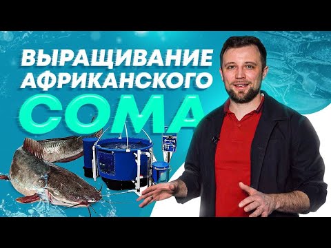 Видео: РЫБОВОДНАЯ ферма по выращиванию АФРИКАНСКОГО СОМА в УЗВ на 30 тонн/год – особенности БИЗНЕСА