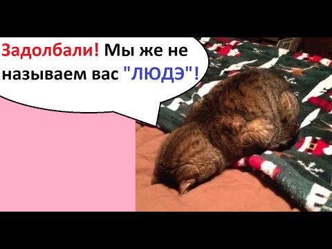 Видео: МЕМЫ. Задолбали! Мы же не называем вас "ЛЮДЭ"!