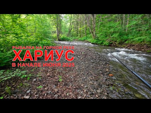 Видео: Рыбалка на горной реке в начале июня 2025 #хариус #горнаярыбалка