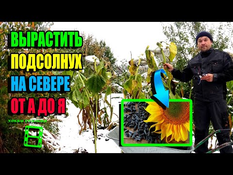 Видео: КАК 100% ВЫРАСТИТЬ ПОДСОЛНУХ В СЕВЕРНОМ РЕГИОНЕ? ПОЛНЫЙ ЦИКЛ! ЭКОСАД (ОГОРОД) И ТЕПЛИЦА 22-40