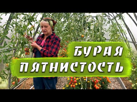 Видео: Бурая пятнистость ( кладоспориоз) томатов. Лечение и профилактика.