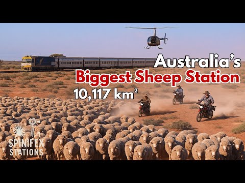 Видео: Внутри крупнейшей в мире овцеводческой станции: станция Роулинна — австралийский мериносовый пито...