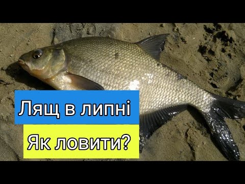 Видео: Лящ в липні. Як зловити? Де шукати? Секрети літнього ляща.