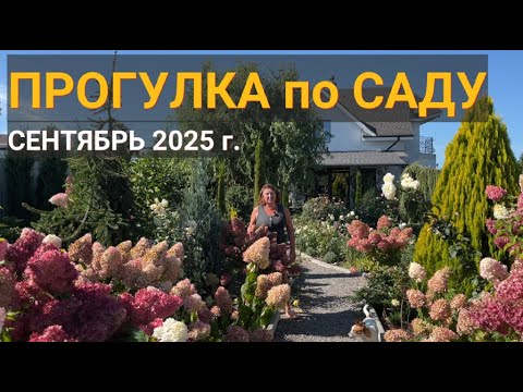 Видео: ПРОГУЛКА по САДУ Сентябрь 2025г.: пересадка гортензии с соцветиями, ива Хакуро Нишики, гладиолусы...