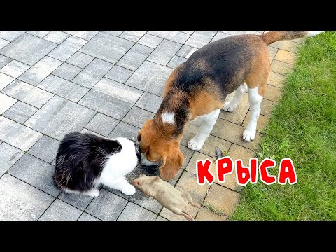 Видео: КОТ СЛОВИЛ МЫШЬ. ШЕРЛОК ОСТАВИЛ КОТА ГОЛОДНЫМ. БРОС ШОУ ПЕТ