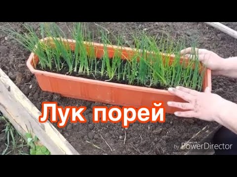 Видео: Посадка лука порея  в грунт