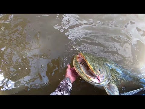 Видео: День сома! Весь день сомы меня просто преследовали!