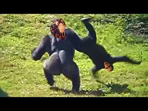 Видео: ОБЕЗЬЯНЫ СБЕЖАЛИ ИЗ КЛЕТОК (MONSTRUM 2)