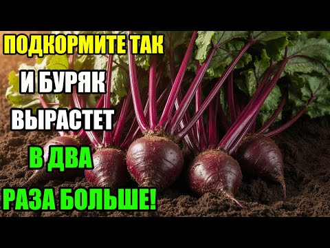 Видео: В СЕНТЯБРЕ СДЕЛАЙТЕ ЭТО – И БУРЯК БУДЕТ СЛАДКИМ И КРУПНЫМ!
