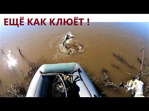 Видео: А говорили вода большая не клюёт! Сентябрь Рыбалка на Амуре