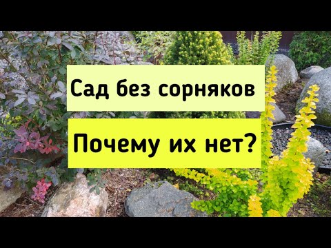 Видео: Сад без сорняков.Почему их нет?