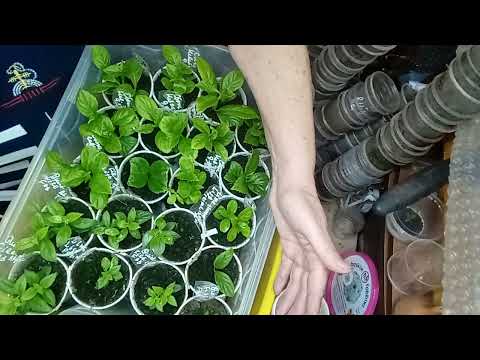 Видео: РАБОТА..РАБОТА - ПАХОТА !!!!