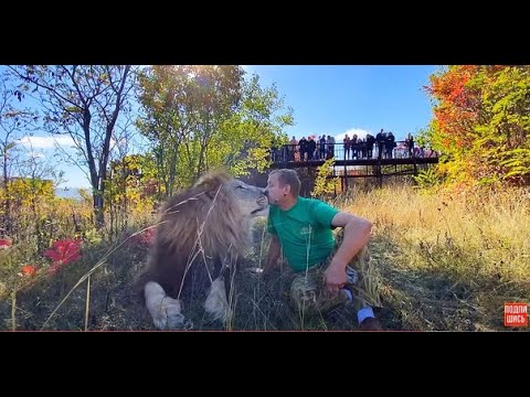Видео: ПОЦЕЛУЙ со ЛЬВОМ на БИС ! Люди в восторге!