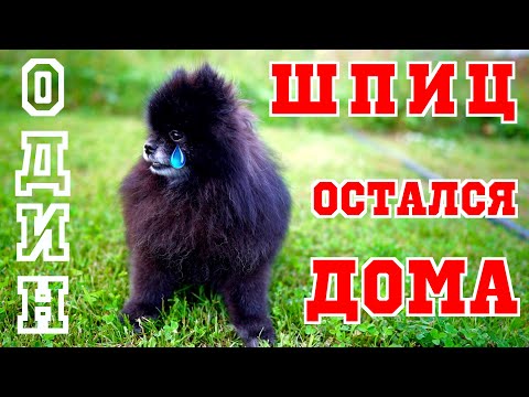 Видео: 🐶ШПИЦ ОСТАЛСЯ ОДИН НА СУТКИ | Шпиц Юрич