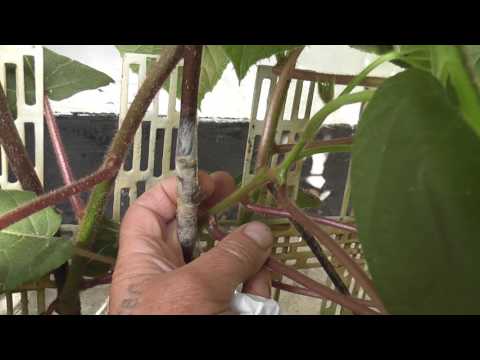 Видео: Киви в открытом грунте.Удачная прививка.