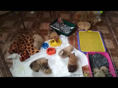 Видео: Щенки шпица переселяются от мам в манеж. 1 месяц