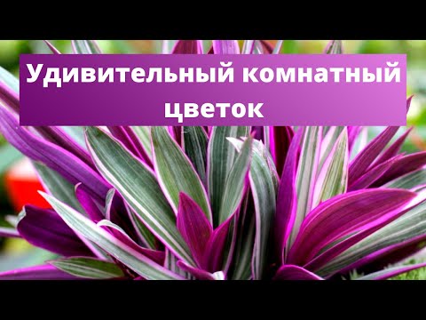 Видео: ТРЕПЕТНАЯ КРАСАВИЦА ТРАДЕСКАНЦИЯ | Уход за комнатными растениями осенью