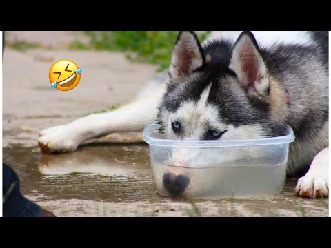 Видео: САМЫЕ СМЕШНЫЕ хаски | Каково это — быть владельцем хаски😅 Хаски — королевы драмы🤣