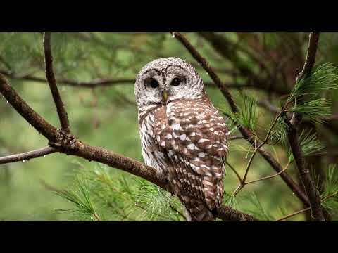 Видео: Розвиток мовлення. Малювання. Середня група.