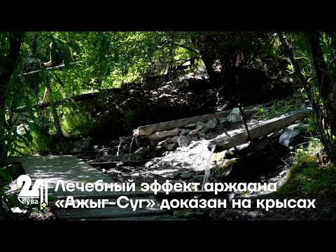 Видео: Лечебный эффект аржаана «Ажыг-Суг» доказан на крысах