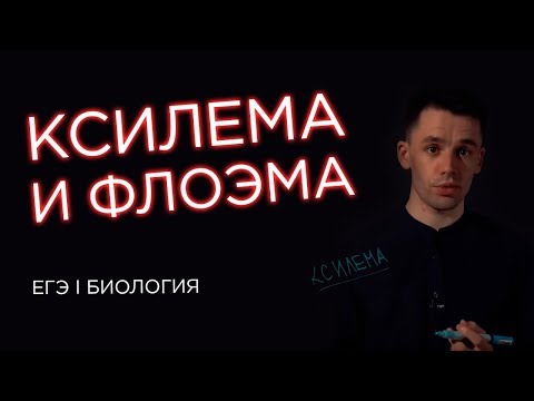 Видео: Ксилема и флоэма | ЕГЭ Биология | Даниил Дарвин