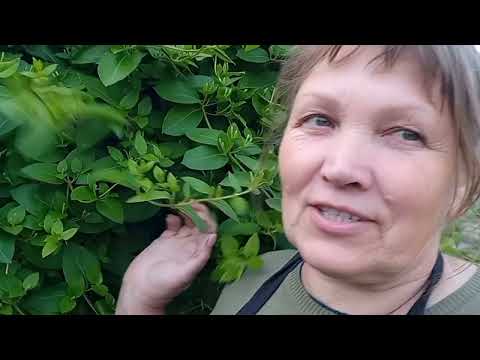 Видео: ПОЛУНИЦЯ "ЛІЯ ЦУКРОВА"