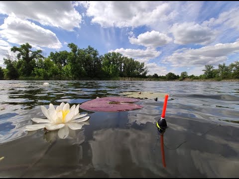 Видео: Рыбалка на утренней зорьке. Карась и линь на поплавок. Поклевки крупным планом.
