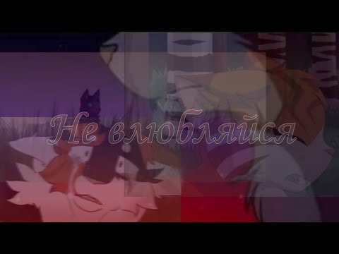 Видео: •Клип•"Не влюбляйся💔"-Коты Воители-|Cat Warrios|√🖤Black Cat𓃠√