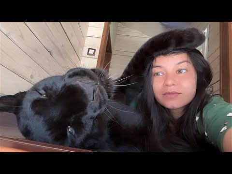 Видео: Утепляемся с пантерой Луной и Вензой 😸❄️