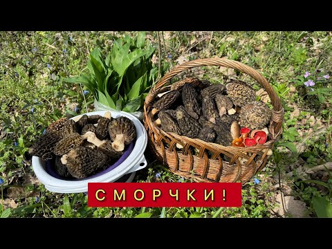 Видео: СМОРЧКИ 2024!