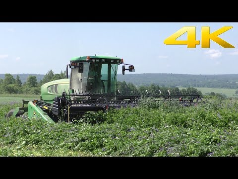 Видео: Самоходная косилка John Deere W110 (она же MacDon M100) с жаткой 7,6 метра Заготовка кормов 2018