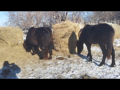 Видео: Қара бие үйге қайтып келді.Толабай,сиырлар,қойлар.