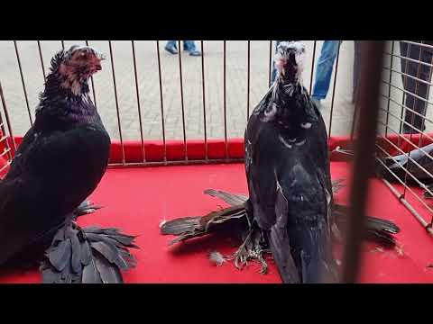 Видео: Выставка узбекских голубей в Германии (Werlte) 23.09.2023