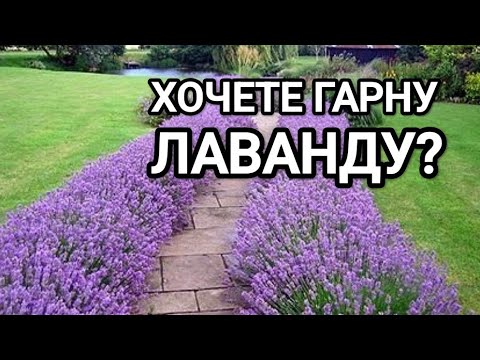 Видео: ТОП 5 помилок у вирощуванні лаванди