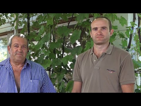 Видео: Виноградник семьи Полишко. Часть 2.